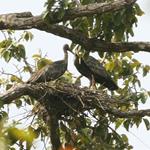 Nineteen Critically Endangered Giant Ibis Nests Located in Northern Plains of Cambodia