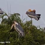 Success of Local Nest Protection Gives Hope of Worldwide Conservation of Globally Endangered Greater Adjutant
