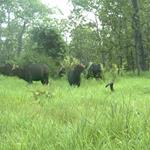 Thirty Large Mammal Species Recorded in Chhep Wildlife Sanctuary