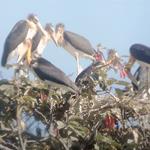 Great News for Lesser Adjutant Conservation in the Northern Plains of Cambodia