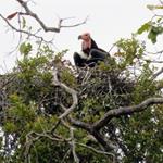 Three Critically Endangered Red-headed Vulture Nests Discovered in Chhep Wildlife Sanctuary