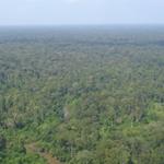Measuring Deforestation in the Northern Plains
