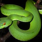 New snake discovered in Seima Protection Forest