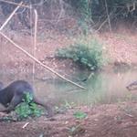 Otters of Seima surveyed for the first time