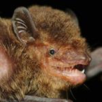 New bat species named from Seima Protection Forest