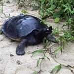 The fight against the sand mining brings hope for Royal Turtles!