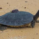 Critically Endangered Royal Turtles on the road to recovery!